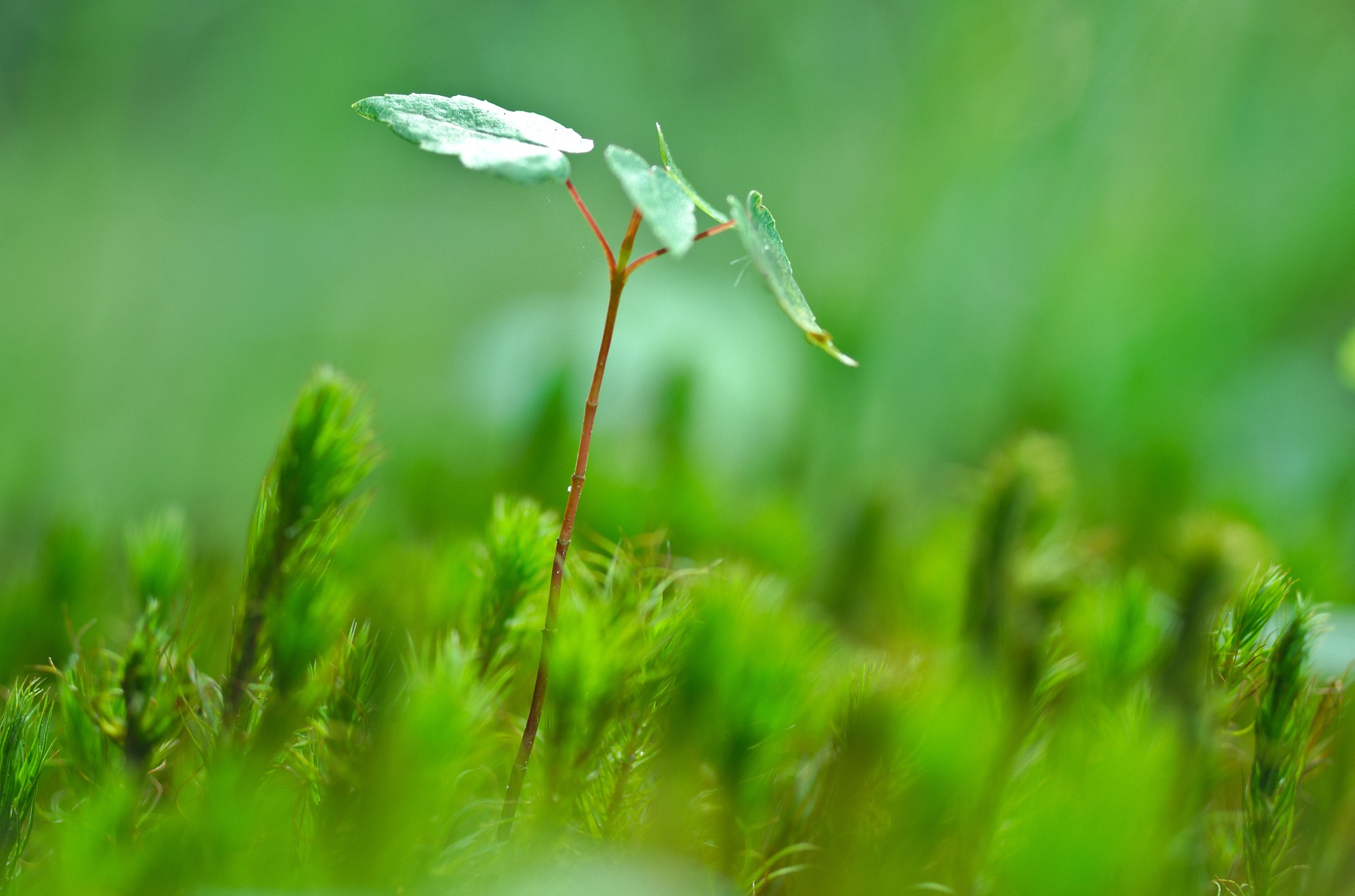 Plant Sprout - theology of littleness