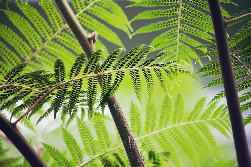 environment