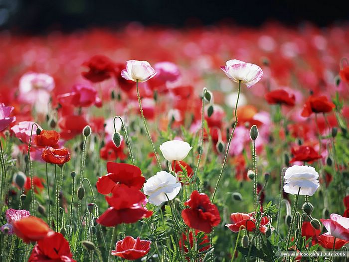 poppies