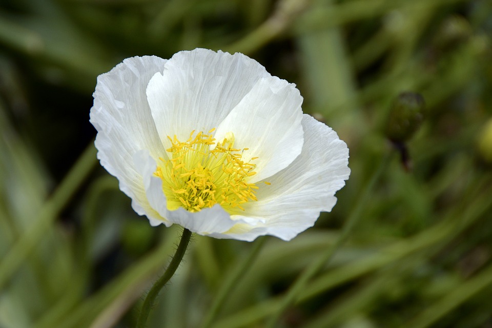 white poppy